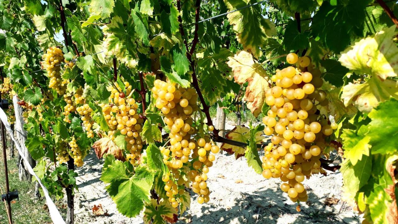 Гостьовий будинок Wine House Rakar Gracisce Екстер'єр фото